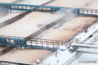 豬場糞污變廢為寶 兩種主流還田模式與污水處理再生利用解析